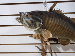 Real Skin smallmouth bass 16" Taxidermy Wall Mount Fish Real