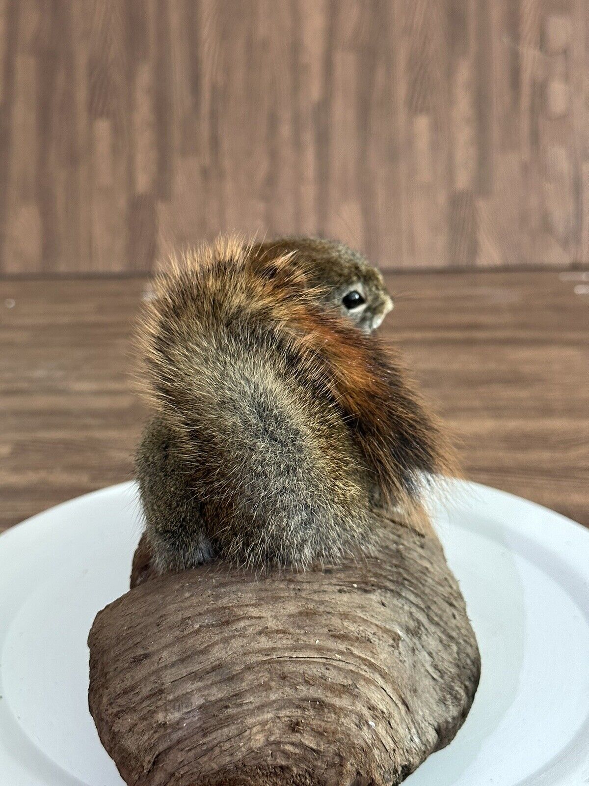 Beautiful Adorable Red Squirrel Small Animal Taxidermy Mount Art Wildlife 18S