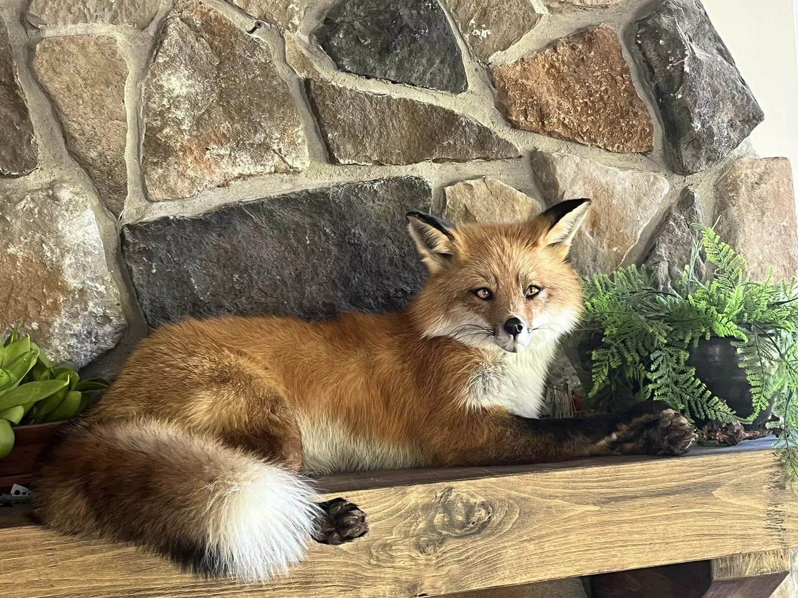 Red Fox Taxidermy Full Body Mount Cabin Camp Man Cave Home Office Den Decor NEW!