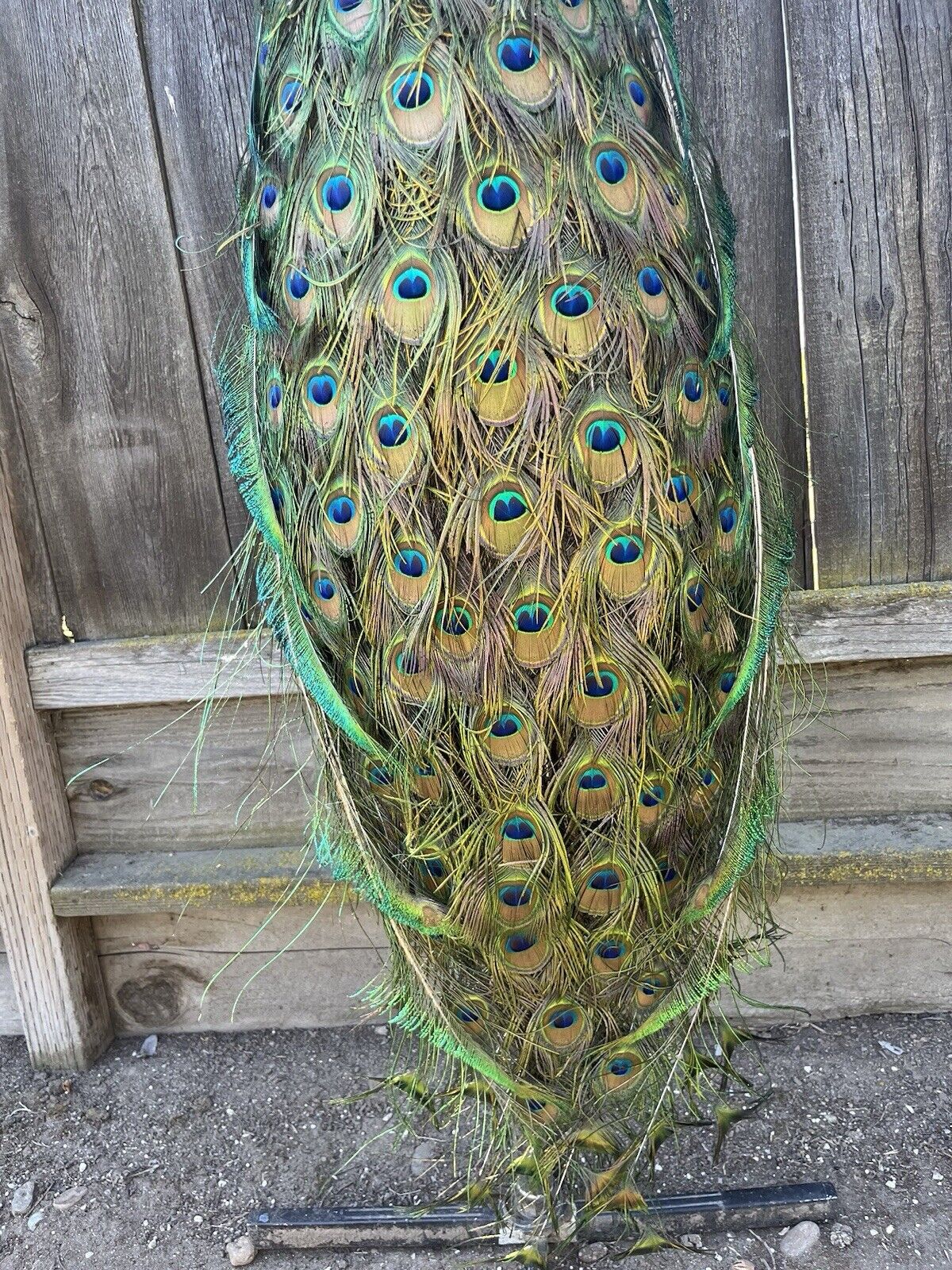 Black Shoulder PEACOCK Taxidermy Mount museum quality