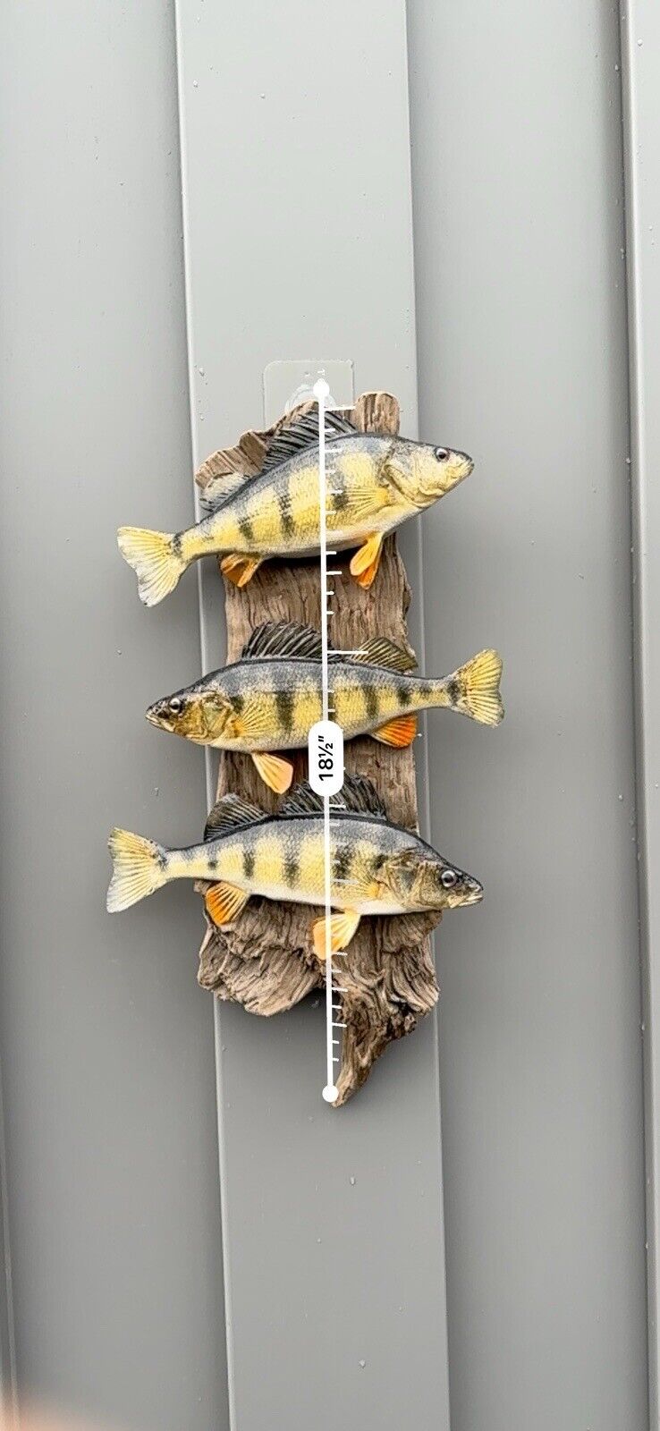 Beautiful Perch Fish Taxidermy Wall Mount Art Wildlife