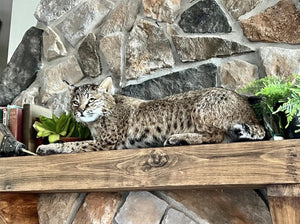 Bobcat Taxidermy Full Body Mount Cabin Camp Man Cave Home Office Den Decor NEW!