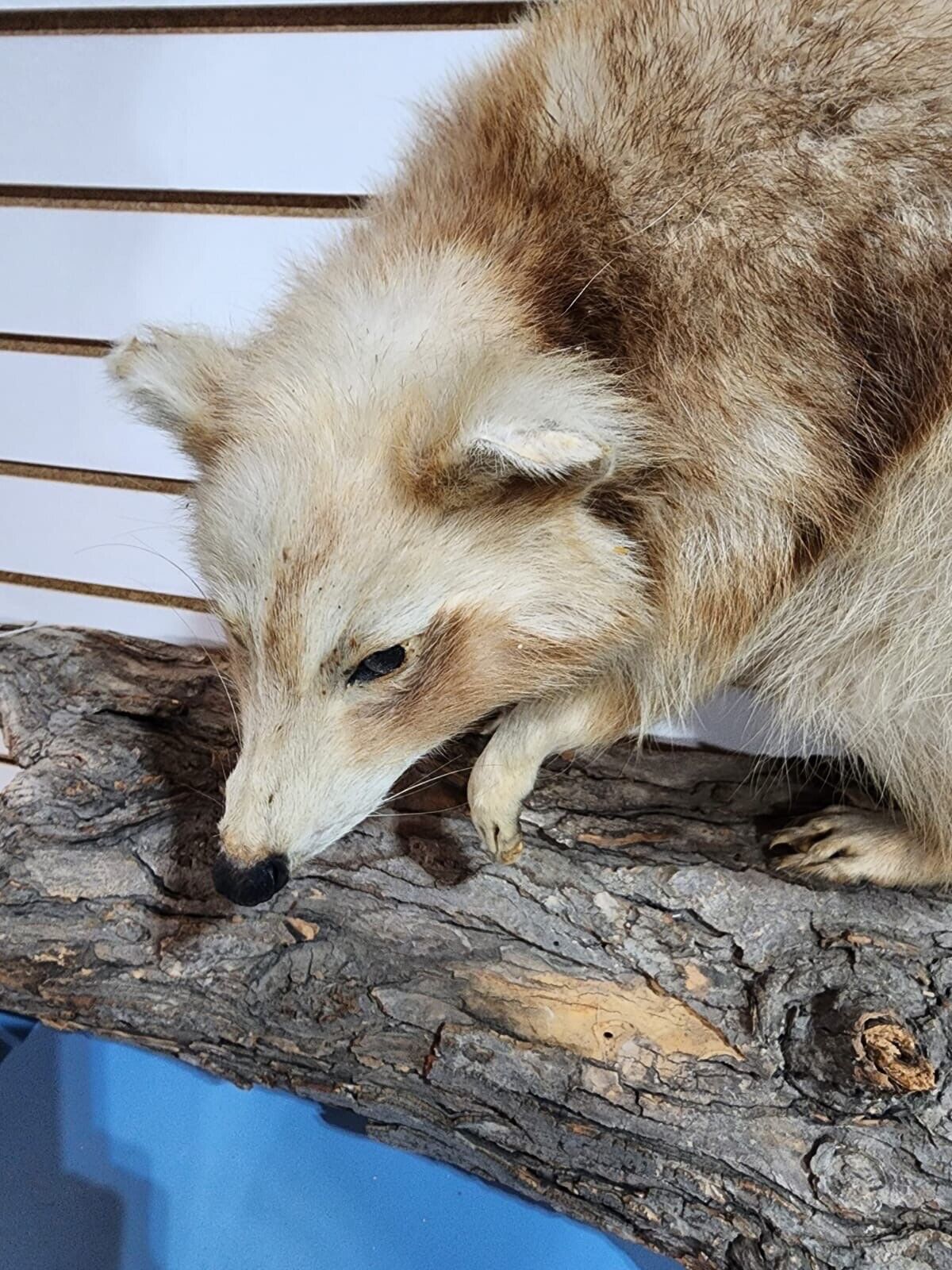 Rare Long Fur Blonde Raccoon Taxidermy Mount