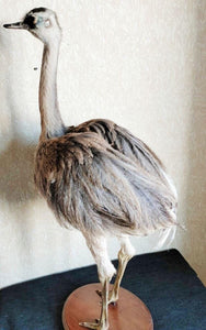 Museum Quality Ostrich Taxidermy Mount