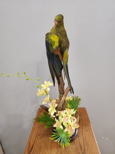 Real Regent Parrot Taxidermy Mount Beautiful Colors