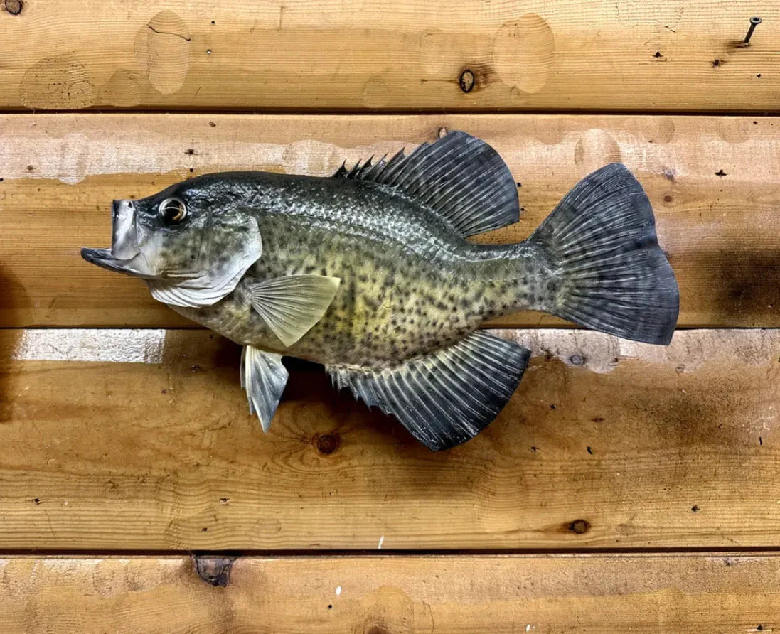 Beautiful 15.5 Crappie Fish Taxidermy Wall Mount Art Wildlife