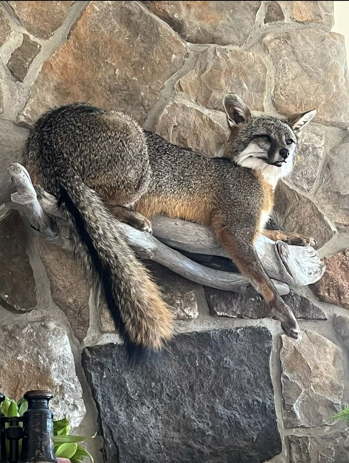 FHWA1212 - Grey Fox Taxidermy Full Body Mount Cabin Camp Man Cave Home Decor NEW