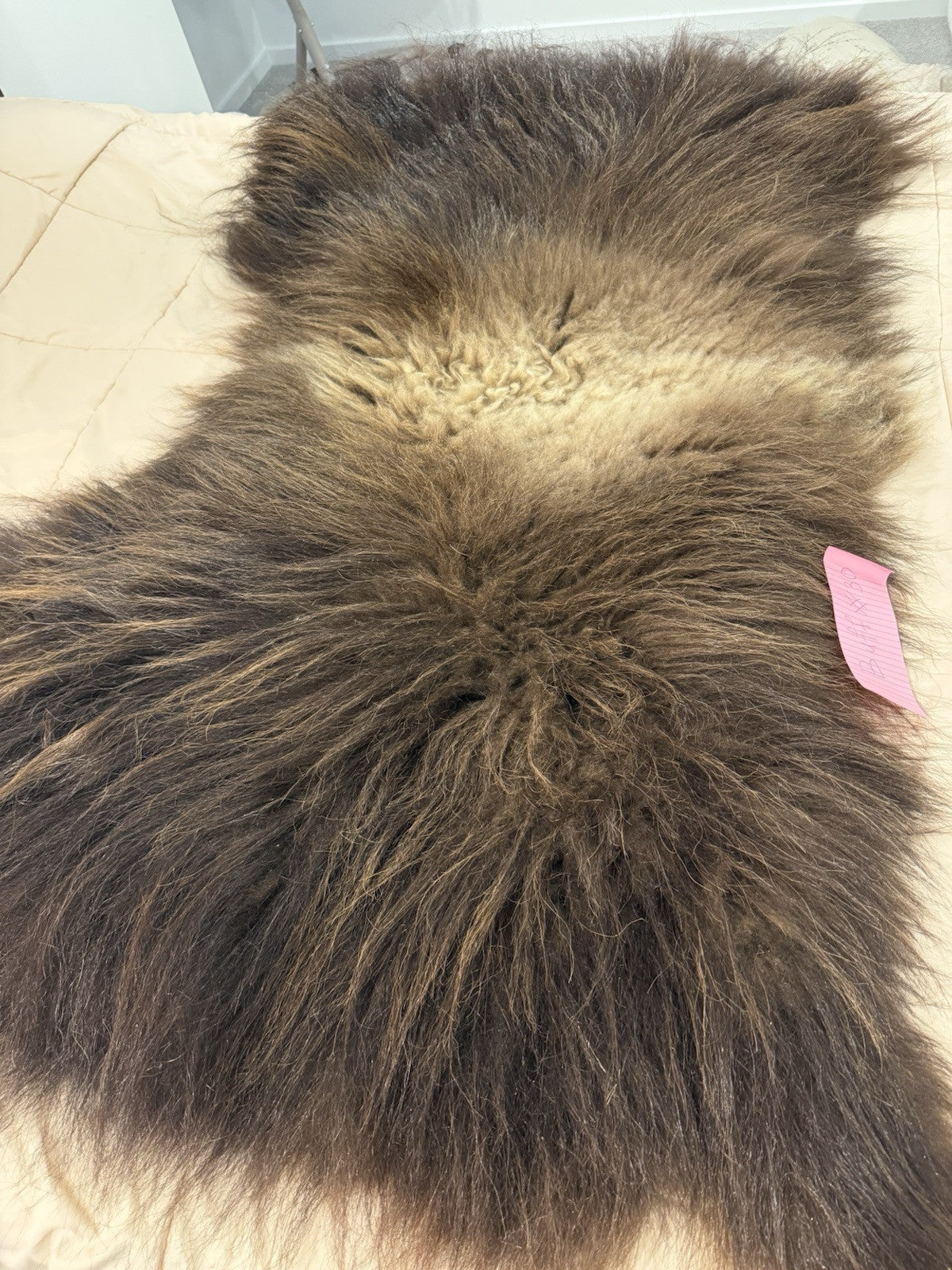 FHBD7 - Prime Real Muskox Fresh  Taxidermy Rug Hide