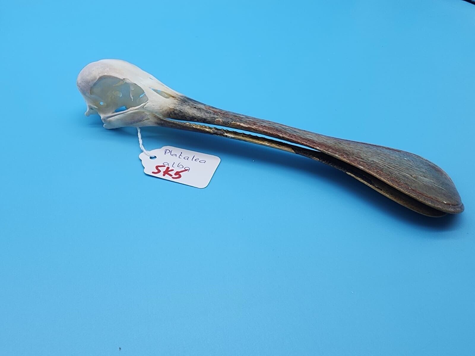 Real African spoonbill Bird Skull Taxidermy Sk5