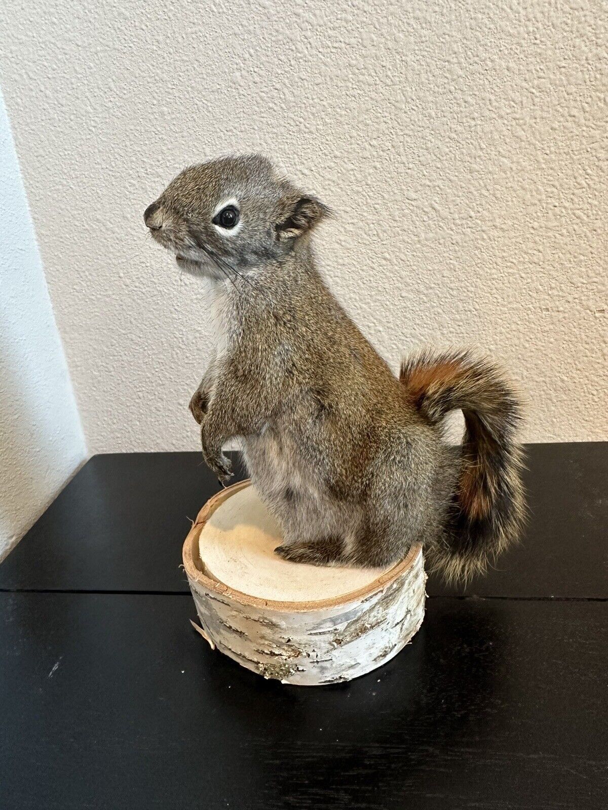 Beautiful Adorable Red Squirrel Small Animal Taxidermy Mount Art Wildlife
