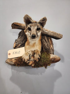 Beautiful Grey Fox Taxidermy Wall Mount In Den