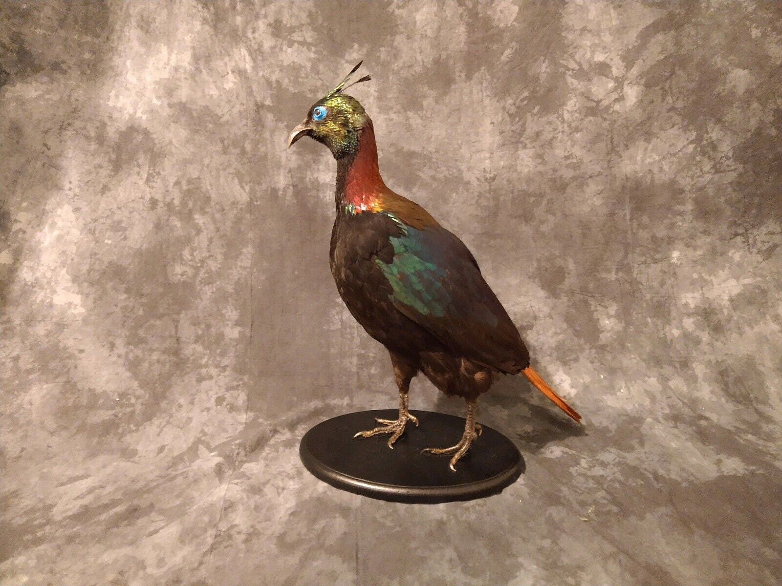 Impeyan pheasant Taxidermy Bird Mount