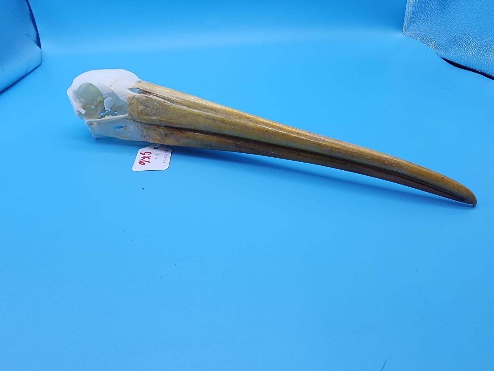 Real Yellow-billed stork Bird Skull Taxidermy Sk6