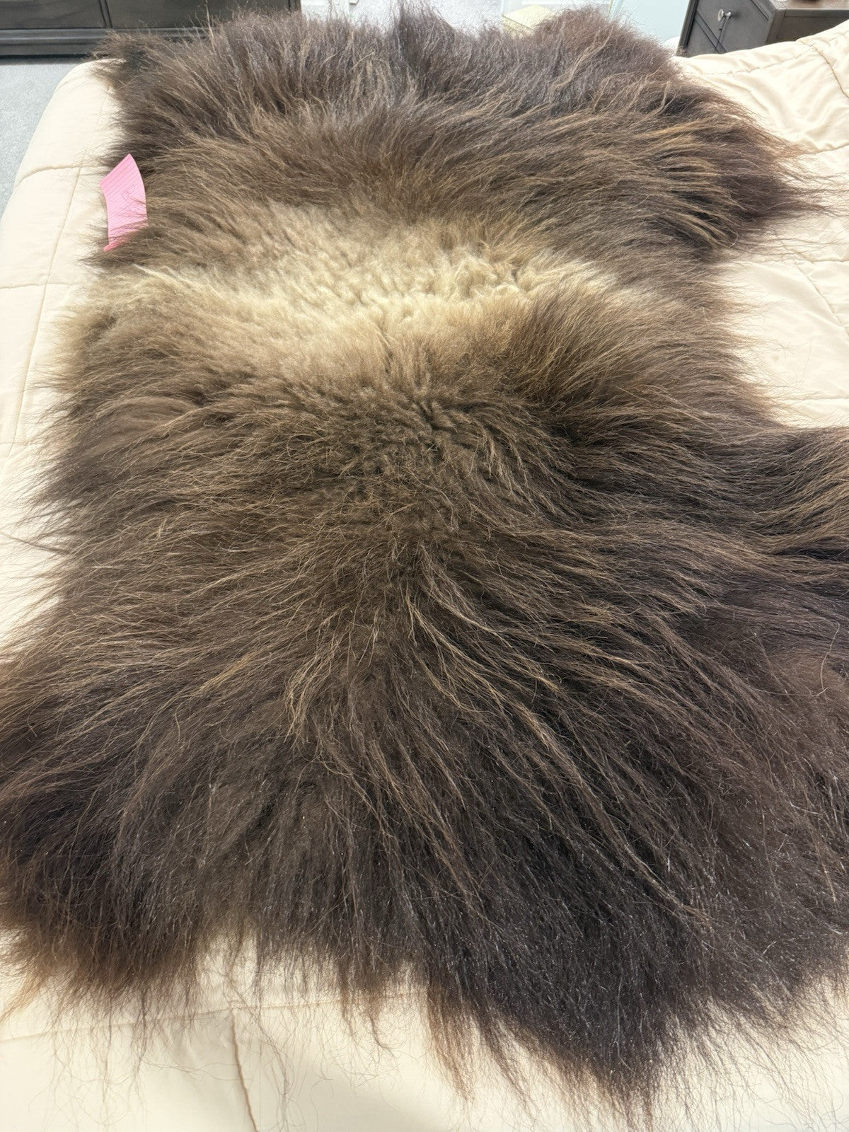 FHBD7 - Prime Real Muskox Fresh  Taxidermy Rug Hide