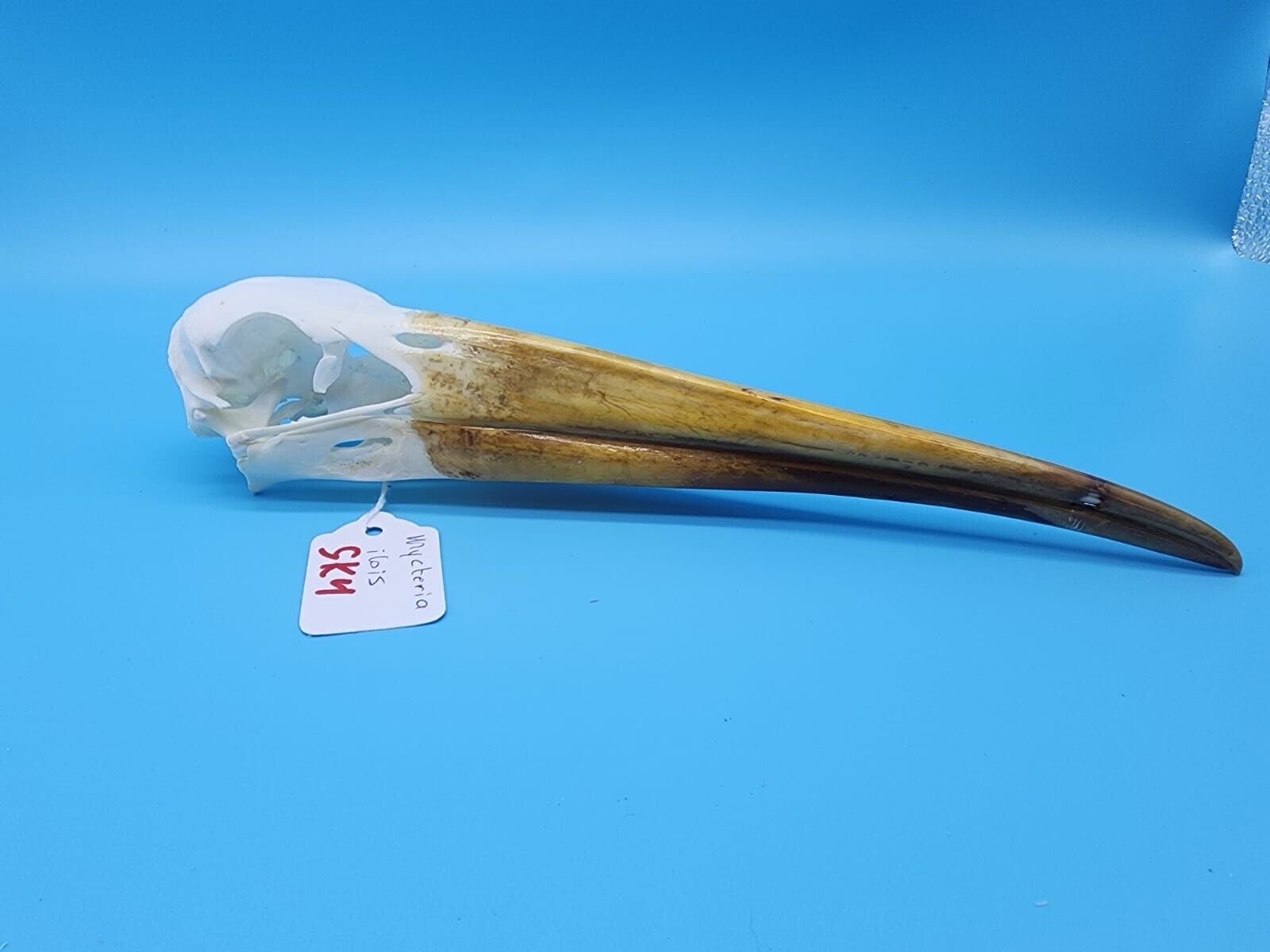 Real Yellow-billed stork Bird Skull Taxidermy Sk4