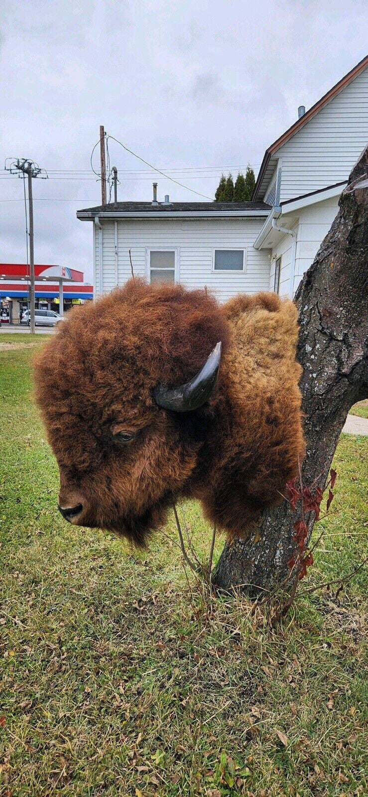 Massive Real Bull Buffalo / Bison Shoulder Taxidermy Mount