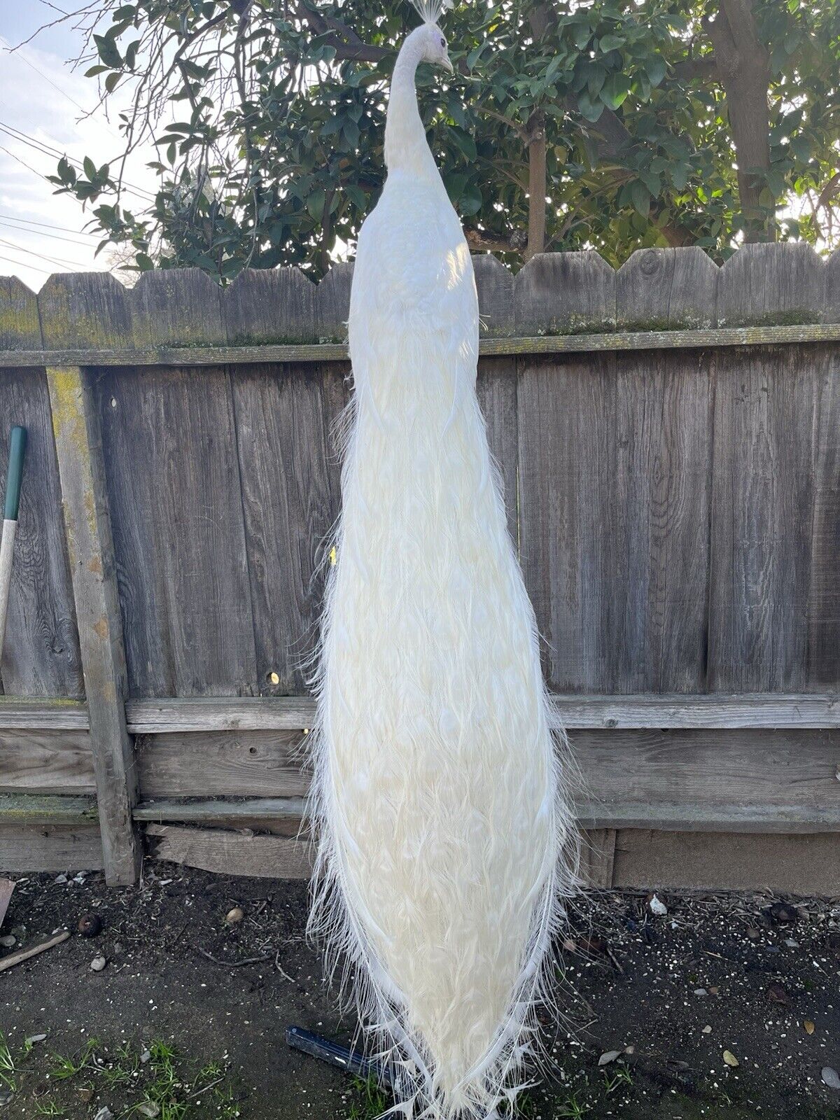 Museum Quality White PEACOCK Taxidermy Mount - Sku JOE232