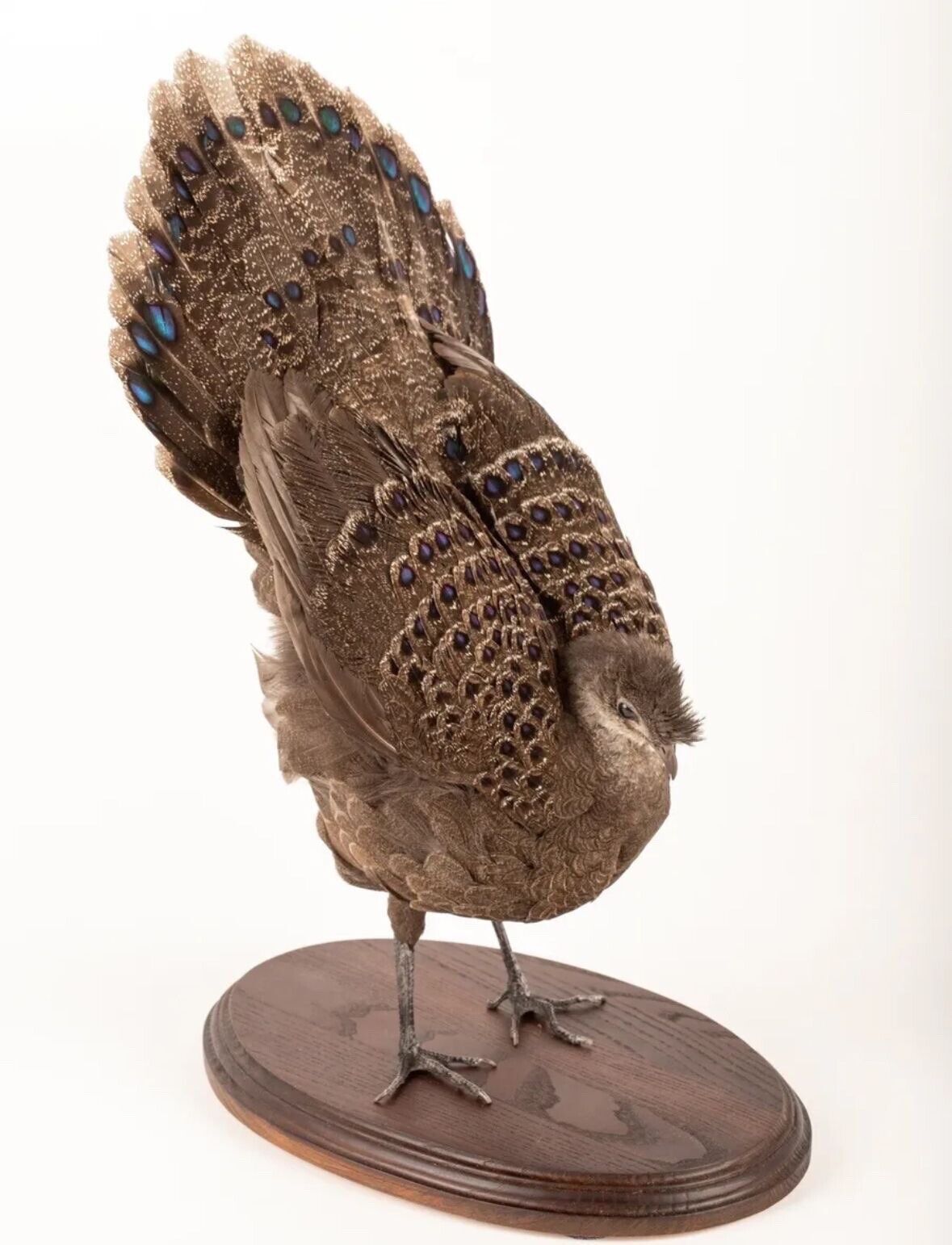 Grey Peacock-Pheasant (Polyplectron Bicalcaratum) Taxidermy Stand Mount