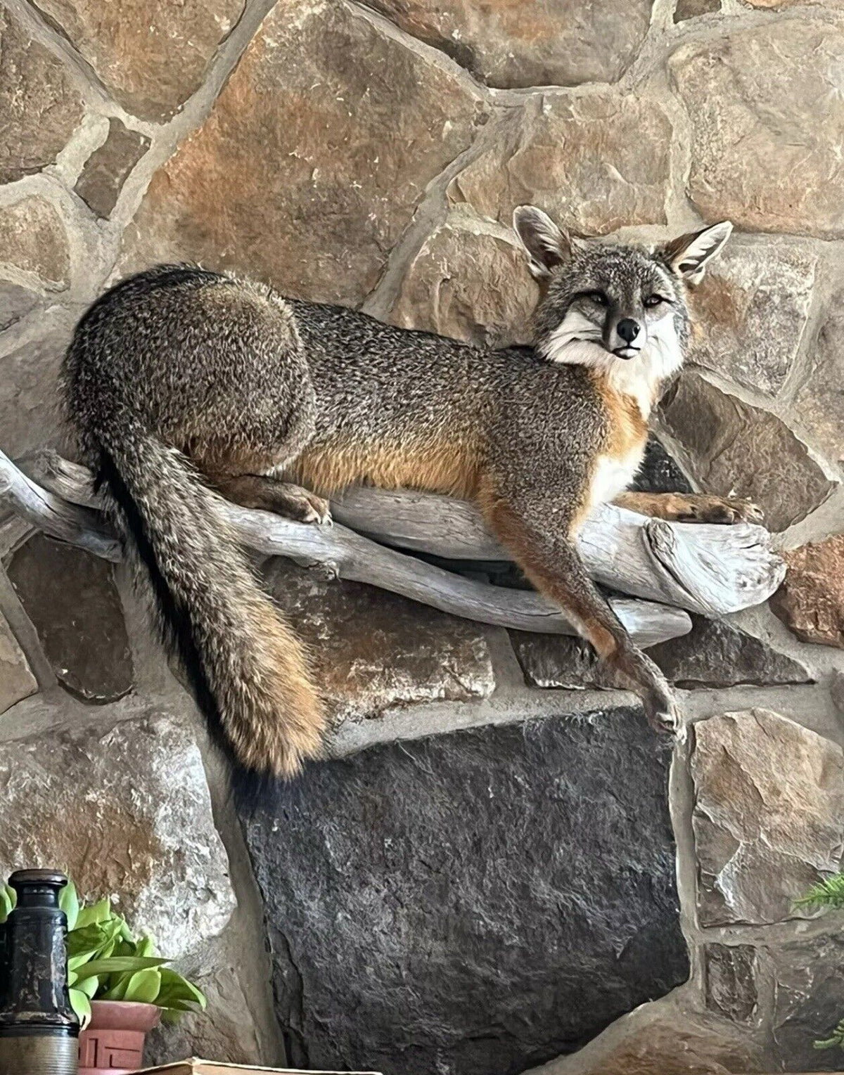 FHWA1212 - Grey Fox Taxidermy Full Body Mount Cabin Camp Man Cave Home Decor NEW