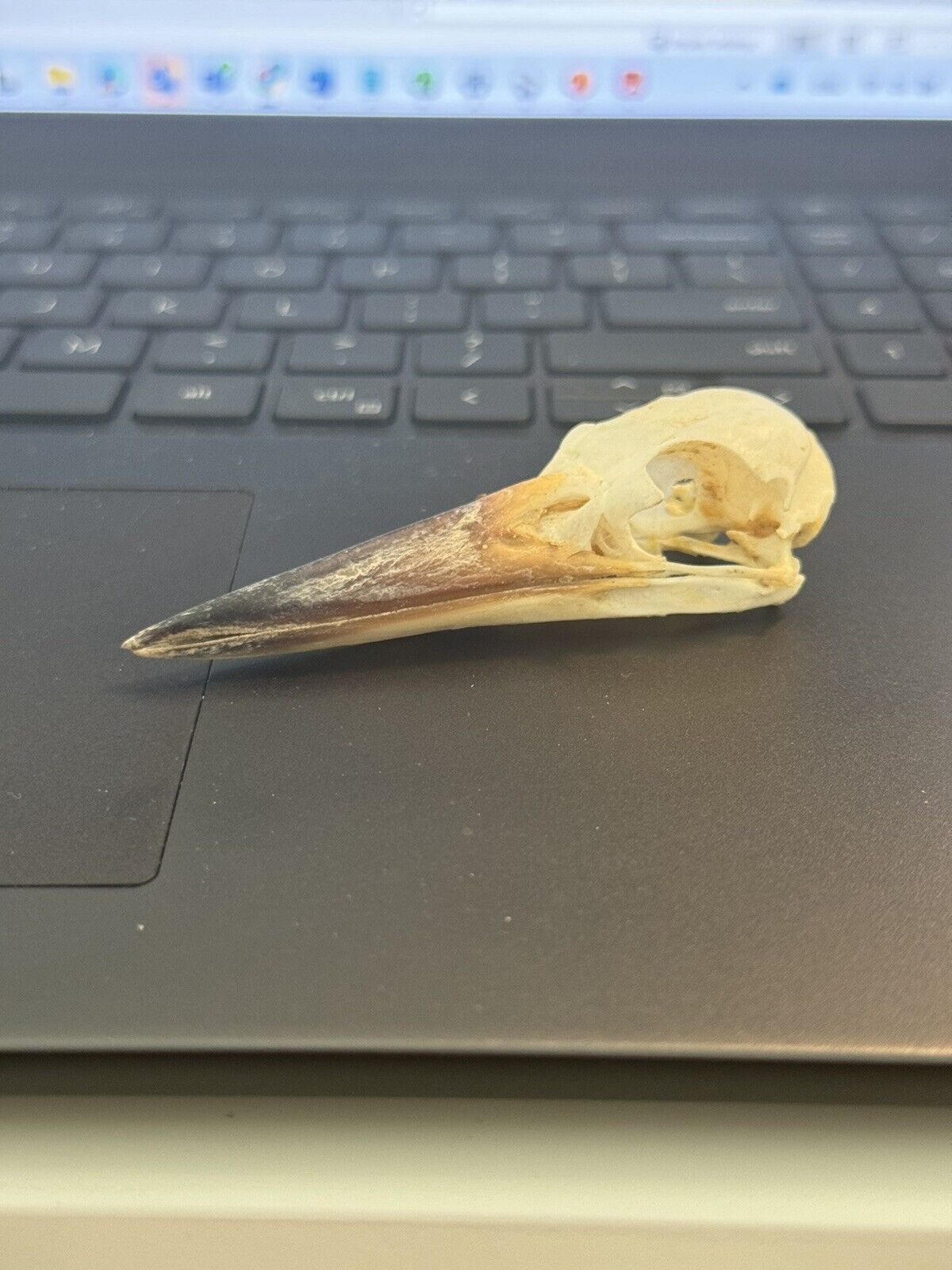 Real Collared kingfisher Bird Skull Taxidermy