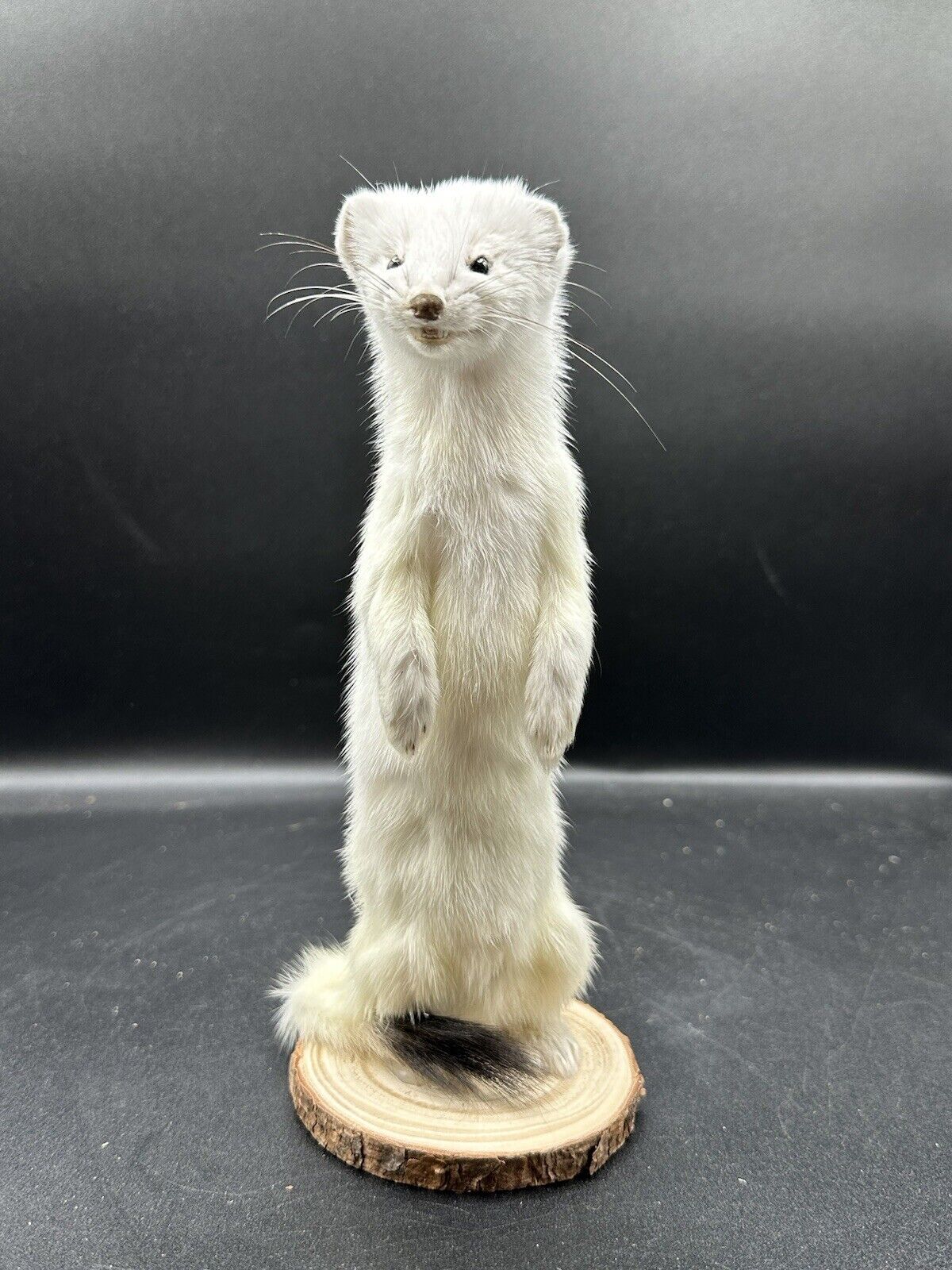 Beautiful Adorable Weasel Ermine Small Animal Taxidermy Mount Art Wildlife 23W