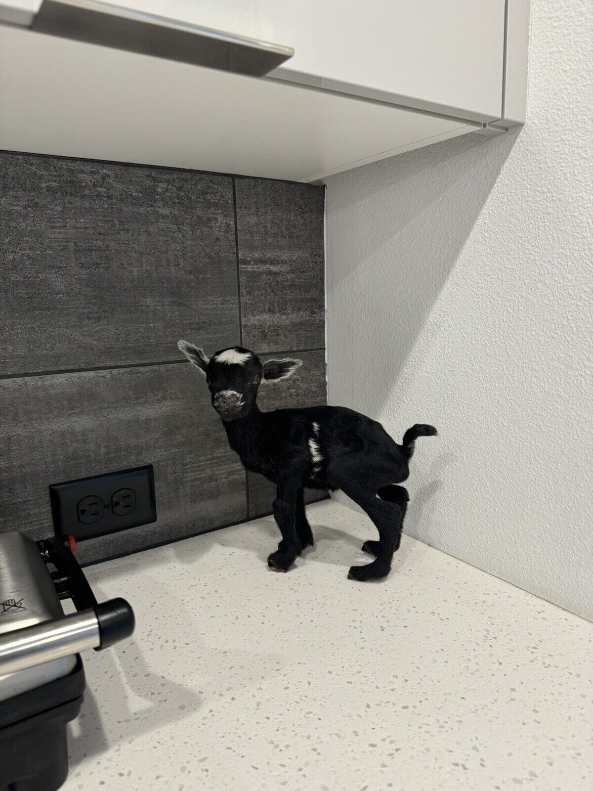 Super Tiny Baby Goat Taxidermy Mount