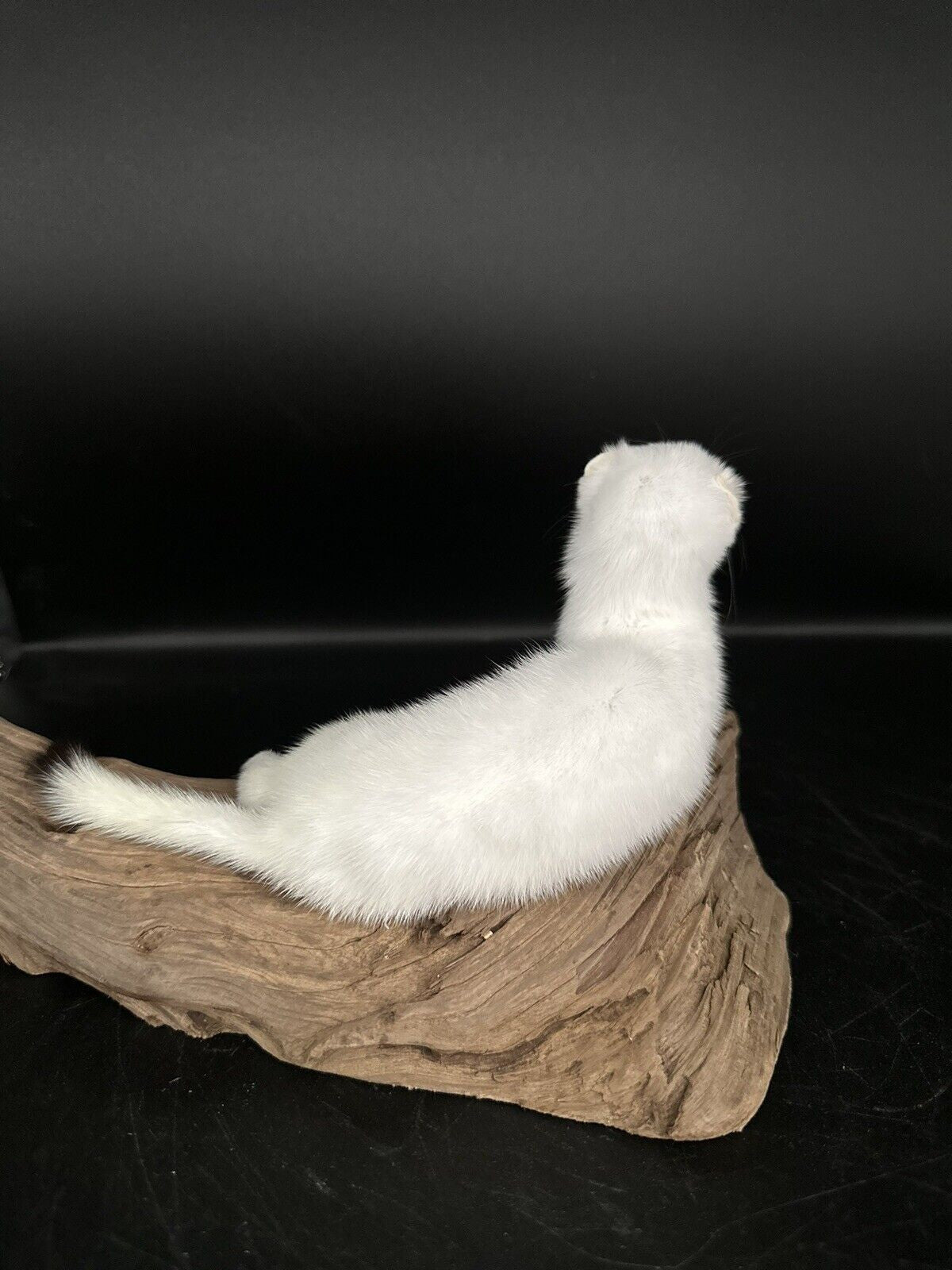 Beautiful Adorable Weasel Ermine Small Animal Taxidermy Mount Art Wildlife 17W