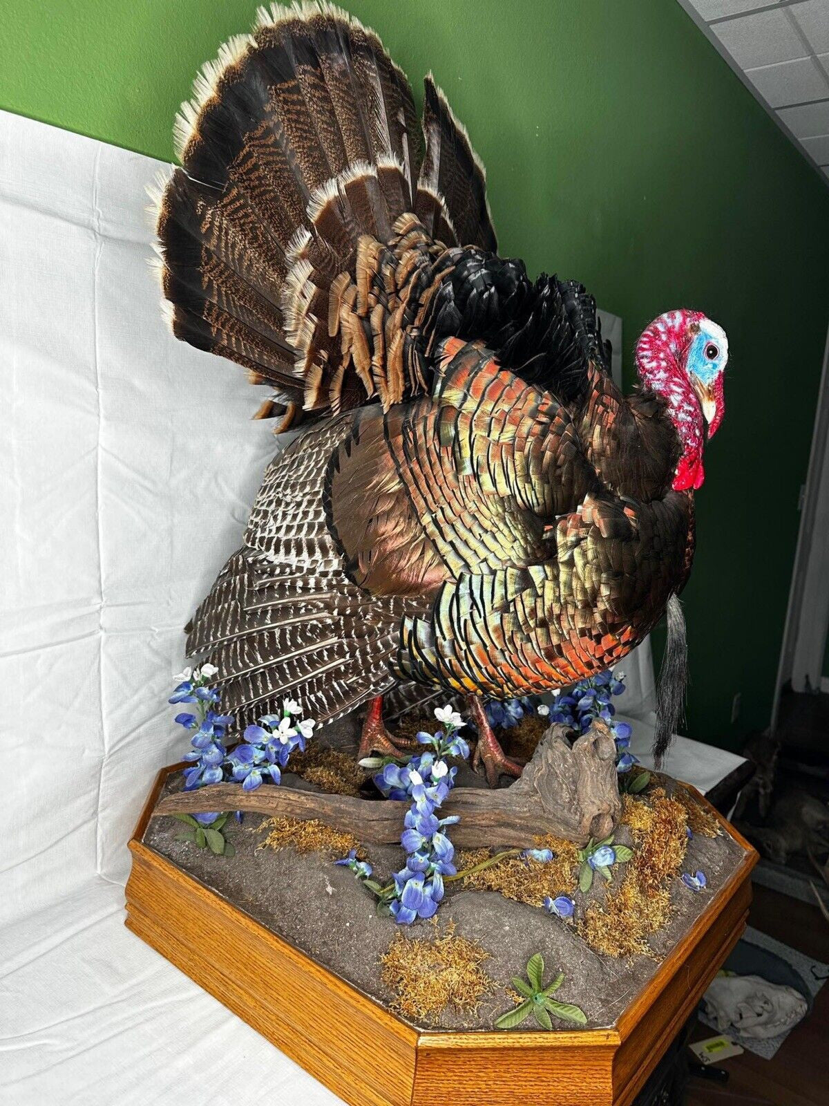 Museum Quality Mounted Taxidermy Turkey W/ Custom Base