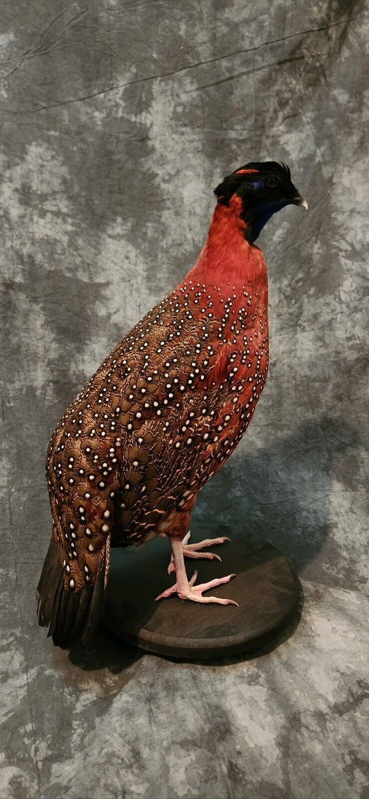 Satyr tragopan Pheasant Taxidermy Mount Bird Gamebird Feathers Exotic