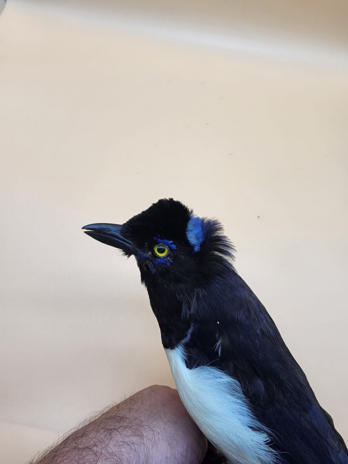 Plush crested jay Bird Mount Taxidermy