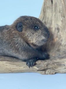 Beautiful Adorable Baby Beaver Kit Taxidermy Mount Art Wildlife #8