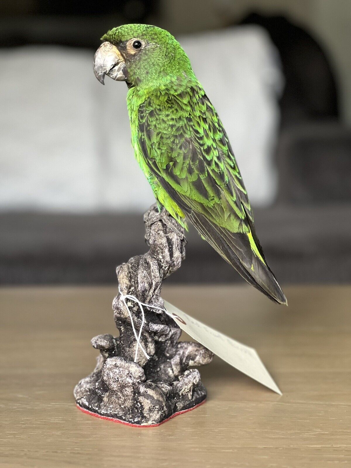 Fhcm88 - Red fronted parrot Taxidermy Mount Beautiful Colors