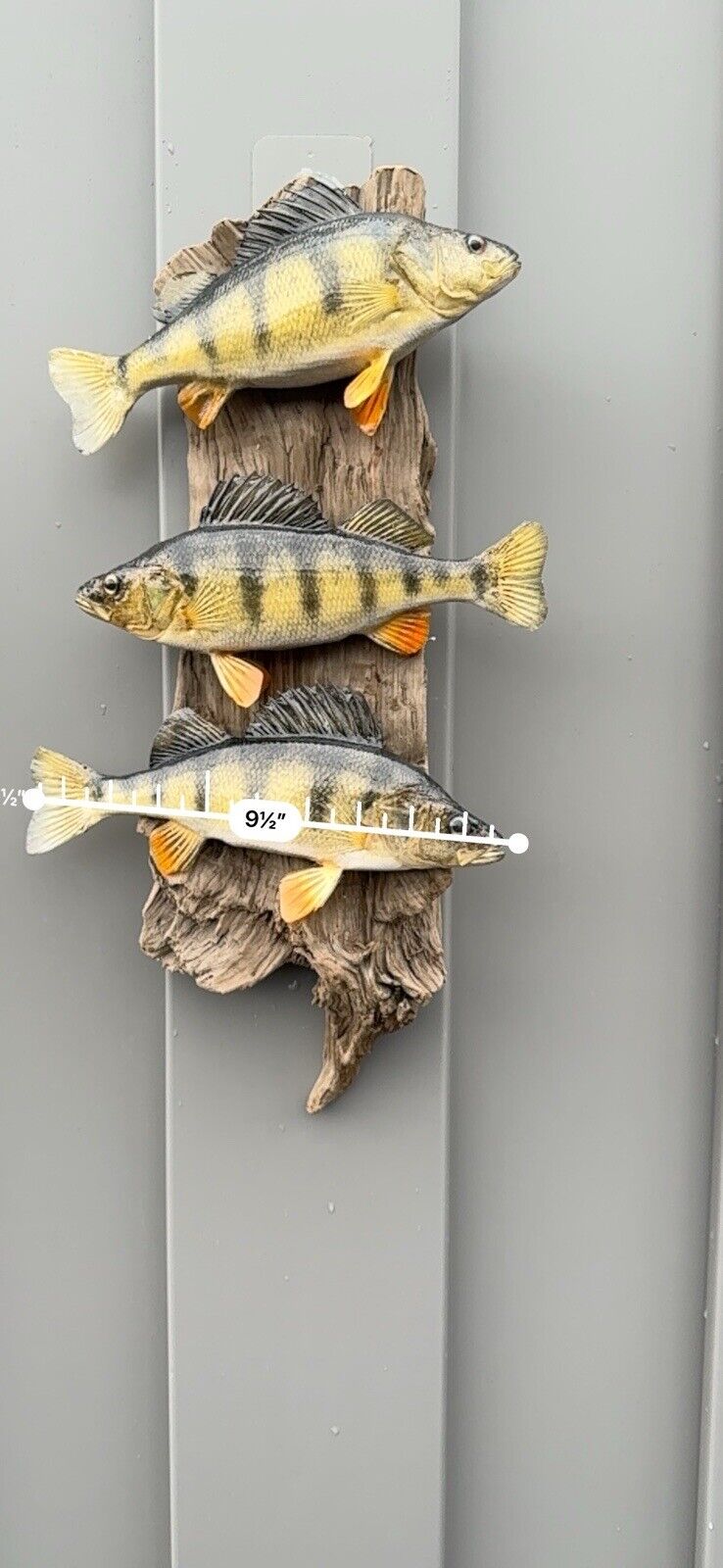 Beautiful Perch Fish Taxidermy Wall Mount Art Wildlife