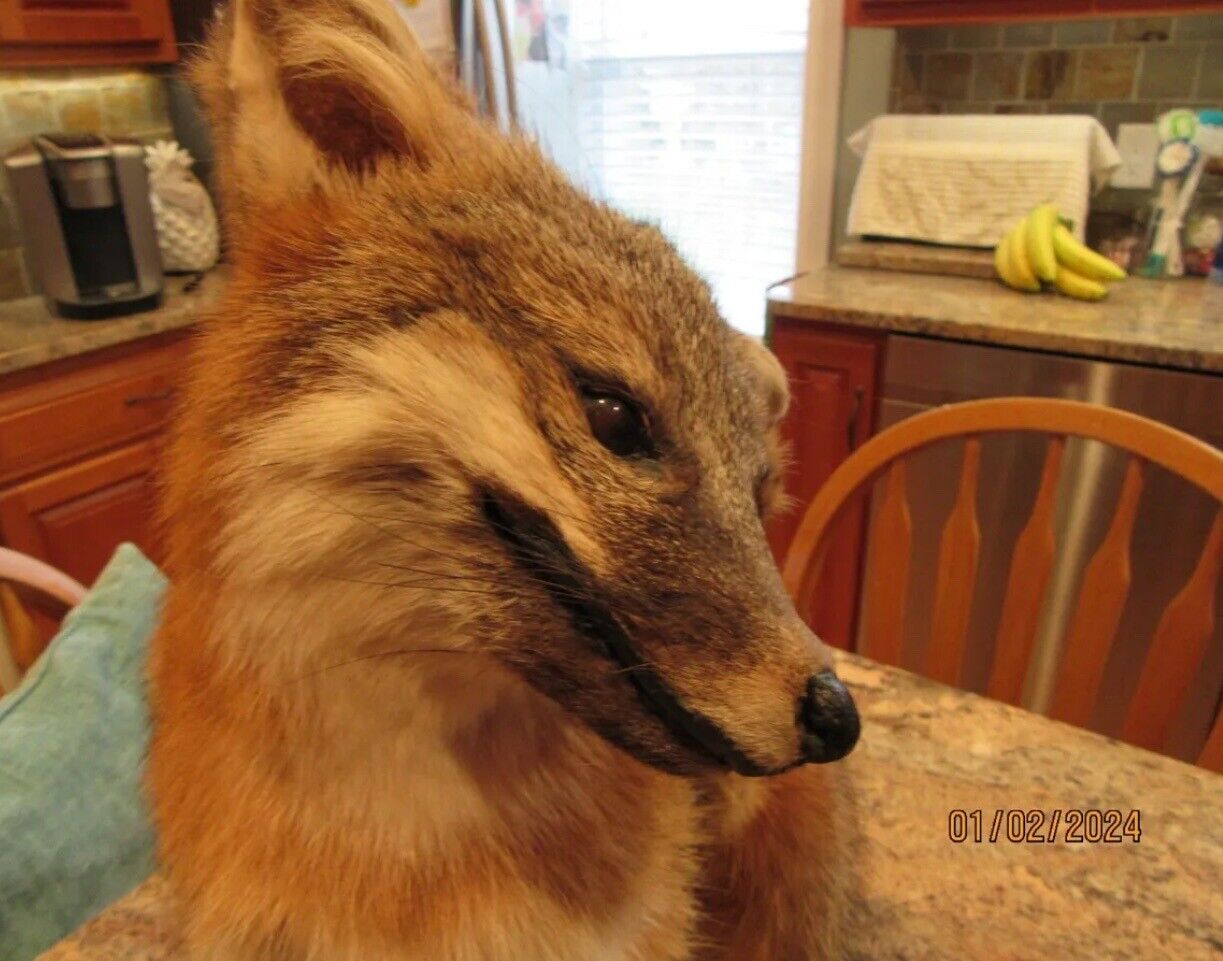 Grey Fox Taxidermy Full Body Mount Scratching Ear
