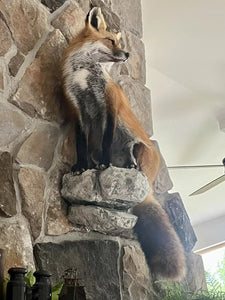 Red Fox Taxidermy Full Body Mount Cabin Camp Man Cave Home Office Den Decor NEW!