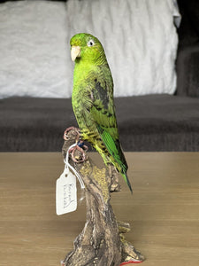 Green barred parakeet taxidermy Mount 9 Inch Tall
