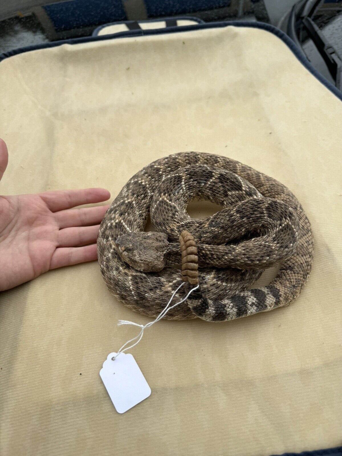 Large Real Rattle Snake Taxidermy Mount