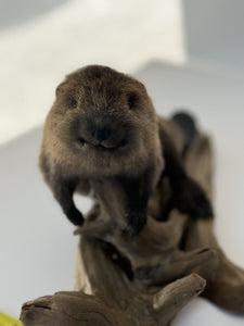 Beautiful Adorable Baby Beaver Kit Taxidermy Mount Art Wildlife #3