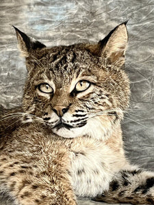 Bobcat Taxidermy Wall Mount Custom Wildlife Fur Hunting Decor Full Body New!