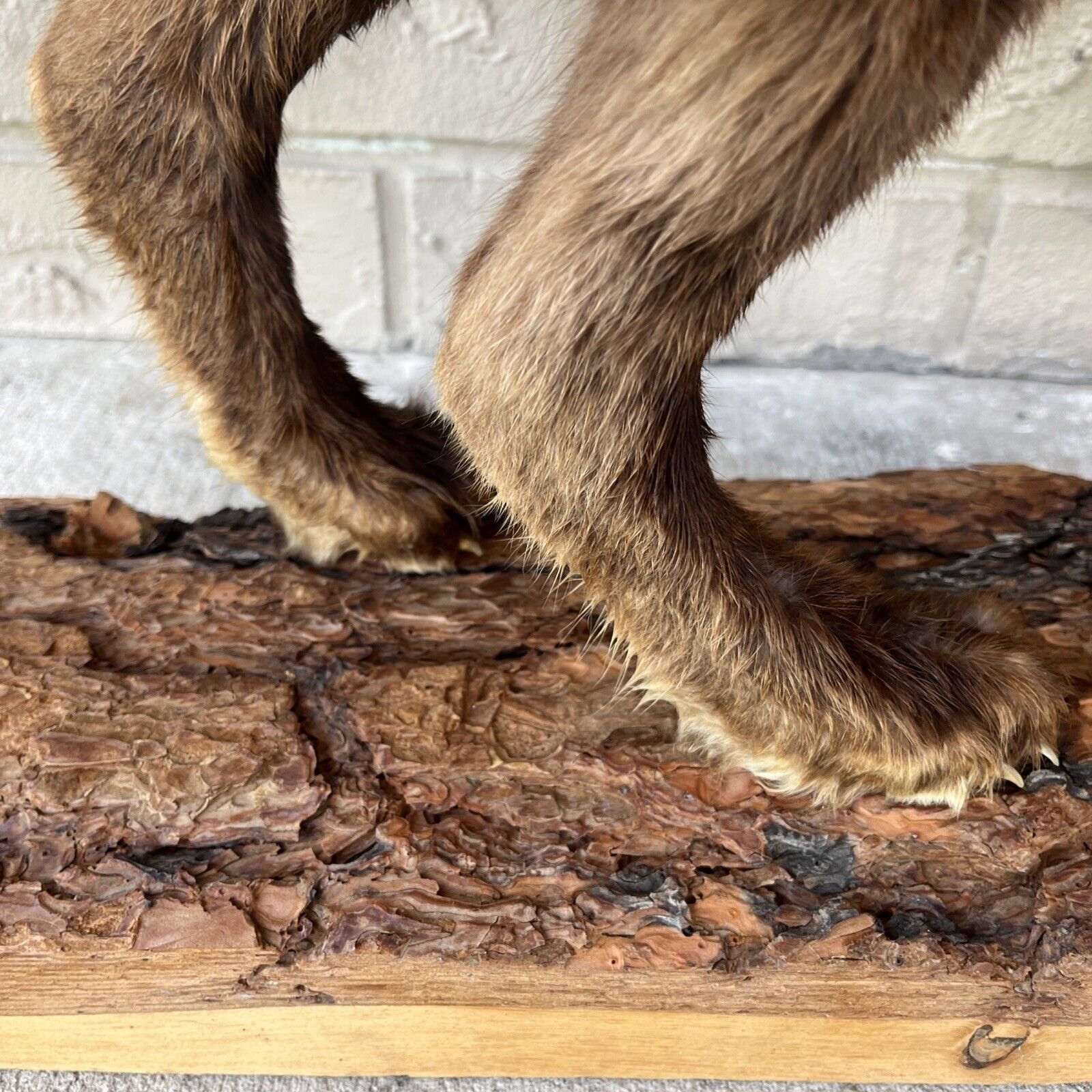 Taxidermy Red Fox (Full Body) On Pine Log