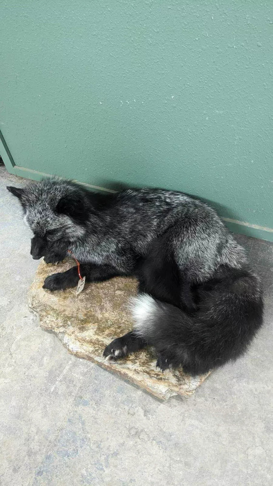 Stunning Real Cross FOX Mount Taxidermy Brand New