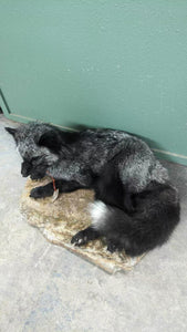 Stunning Real Cross FOX Mount Taxidermy Brand New