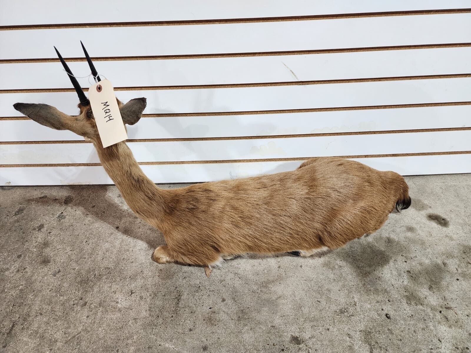 oribi, (Ourebia ourebi) Deer Fawn Taxidermy Mount