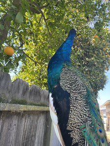 India Blue PEACOCK Taxidermy Mount museum quality