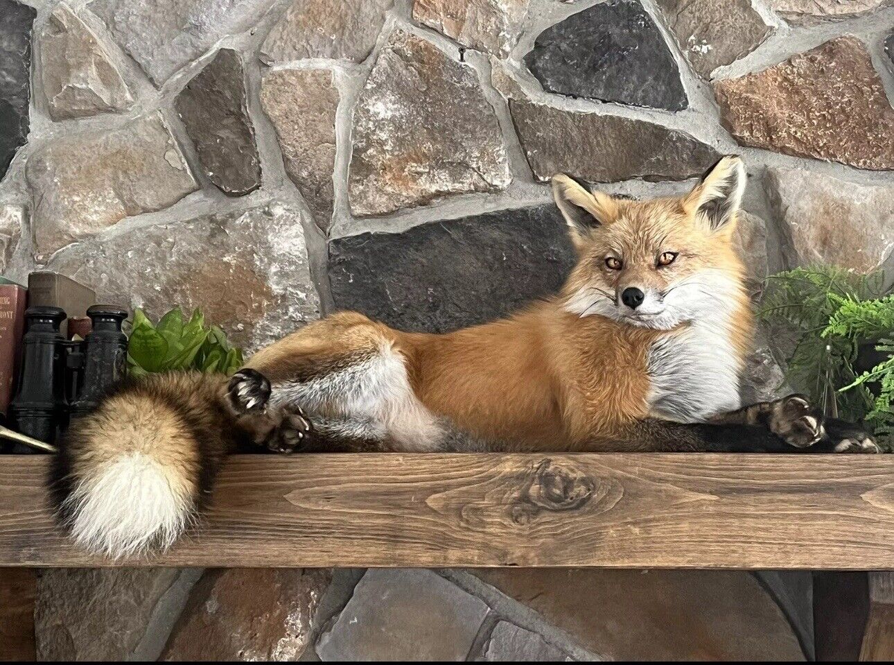 Red Fox Taxidermy Full Body Mount Cabin Camp Man Cave Home Office Den Decor NEW!