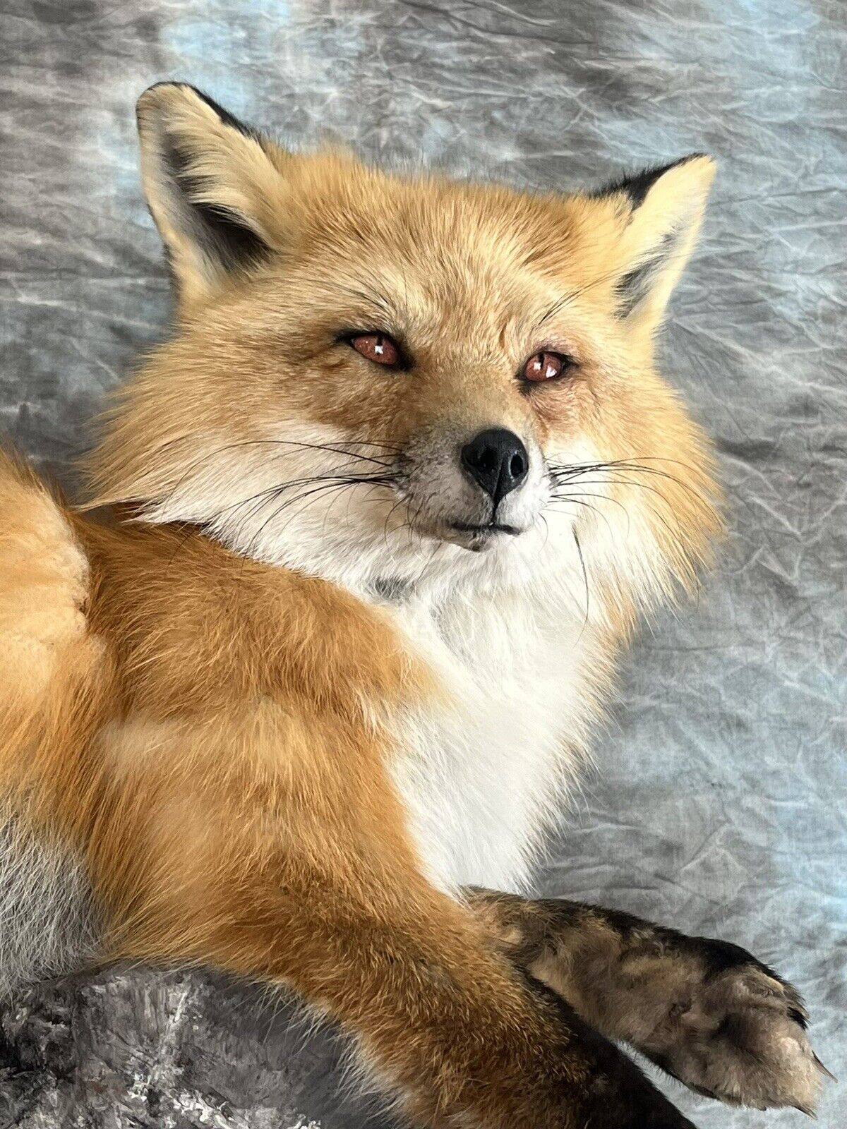 Red Fox Taxidermy Wall Mount Custom Wildlife Fur Hunting Decor Full Body New!