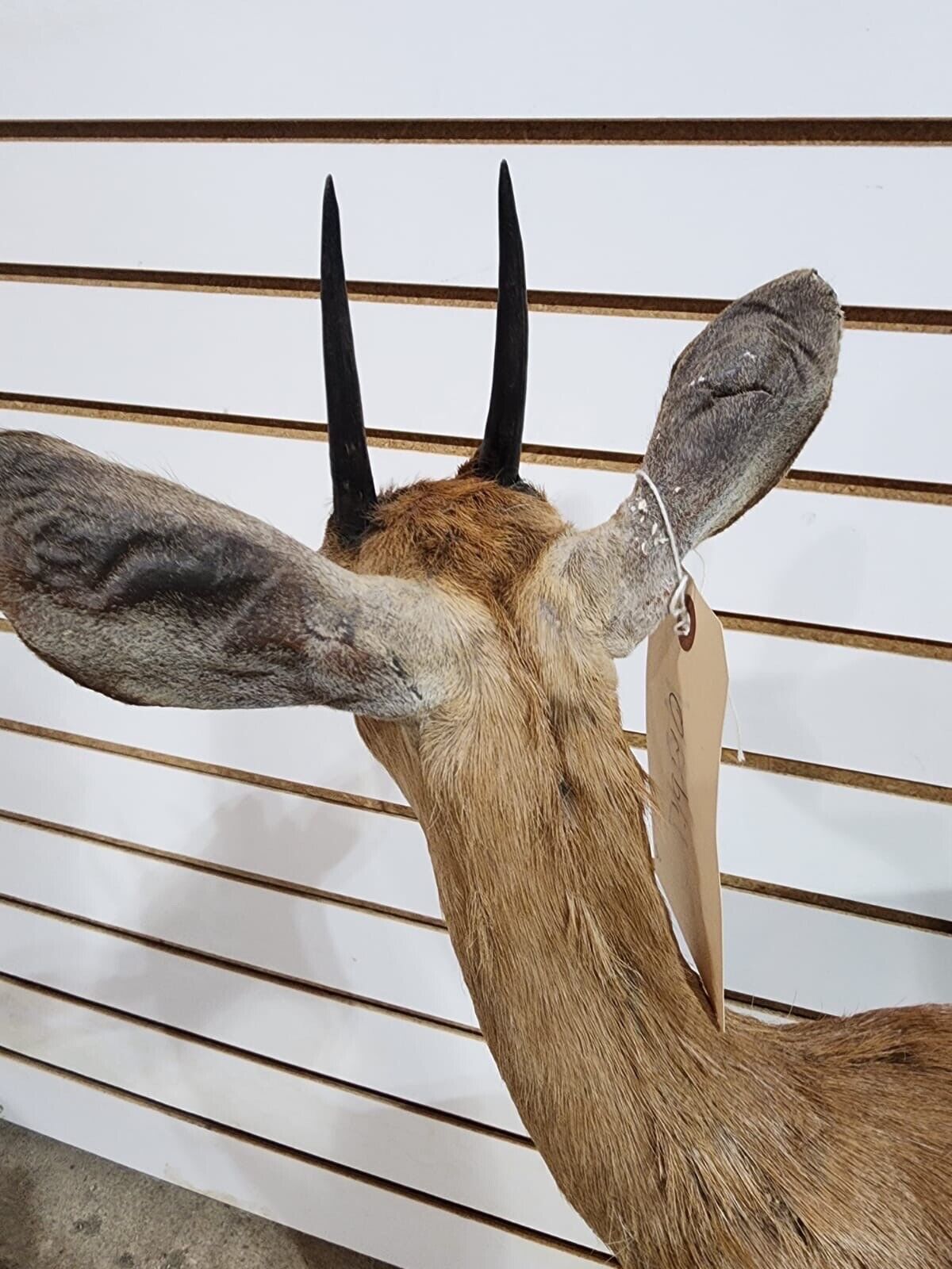 oribi, (Ourebia ourebi) Deer Fawn Taxidermy Mount