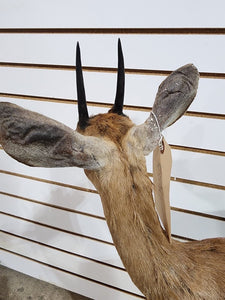 oribi, (Ourebia ourebi) Deer Fawn Taxidermy Mount