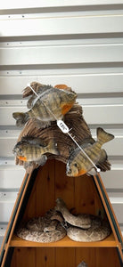 Real Skin Beautiful Sunfish Fish Taxidermy Wall Mount