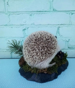 Large Hedgehog Taxidermy Mount